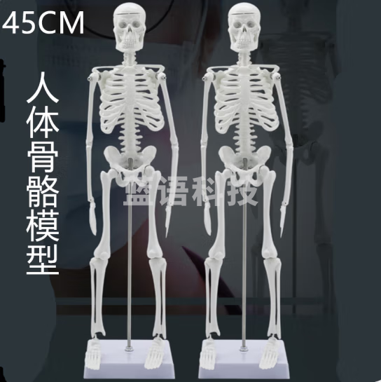 蓝蝶 45CM骨骼模型小骨架教学医学示演模型仿真人体骨骼骨架模型标本 A款45cm骨骼（无神经）