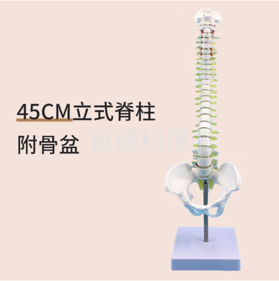蓝蝶 45cm彩色人体脊柱可弯曲椎体彩色人体脊椎脊椎模型带骨盆+股骨 45CM脊柱带骨盆【立式硬腰椎】