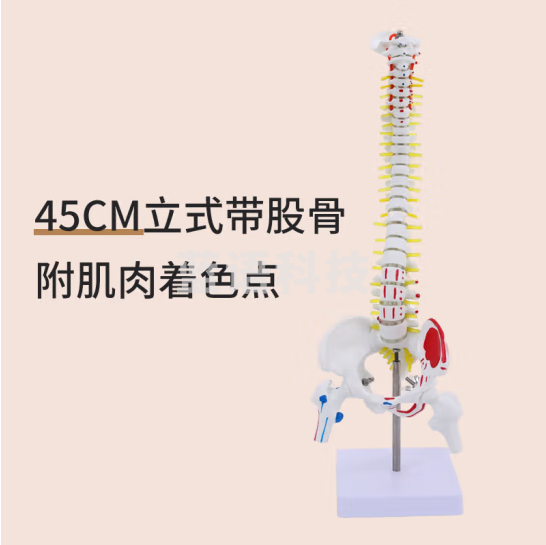 蓝蝶 45cm彩色人体脊柱可弯曲椎体彩色人体脊椎脊椎模型带骨盆+股骨 45CM脊柱附肌肉着色【挂式软腰椎】