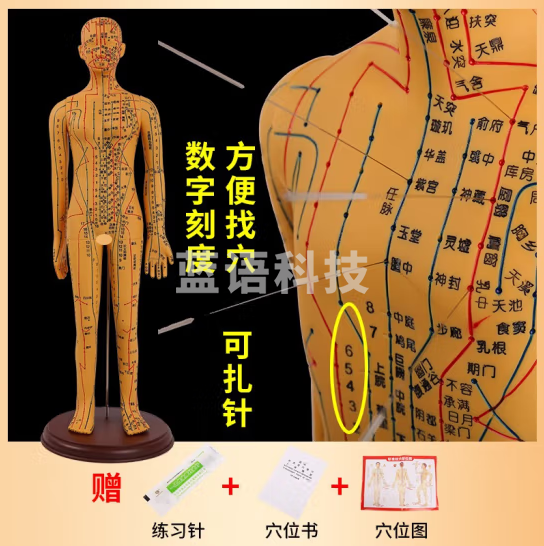 蓝蝶 人体针灸模型经络穴位中医全身十二铜人扎针练习小皮人 62CM铜色女款扎针-软胶-高清大字体