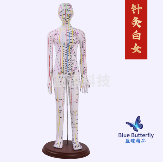 蓝蝶 人体针灸模型经络穴位中医全身十二铜人扎针练习小皮人 62CM彩色白女-硬胶-高清大字体