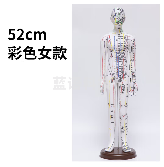 蓝蝶 人体针灸模型经络穴位中医全身十二铜人扎针练习小皮人 52CM白女硬模超清（手可转）彩色