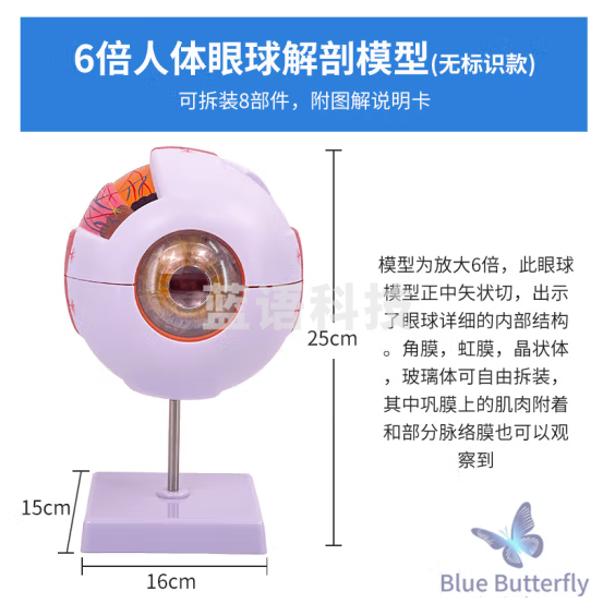 蓝蝶 医学人体眼球模型六倍放大眼睛五官科眼球结构造解剖教学仪器眼珠 6倍放大眼球-无标识款