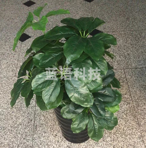 高仿真绿植70Cm  带加厚盆30Cm  带绿草坪  货号：NK