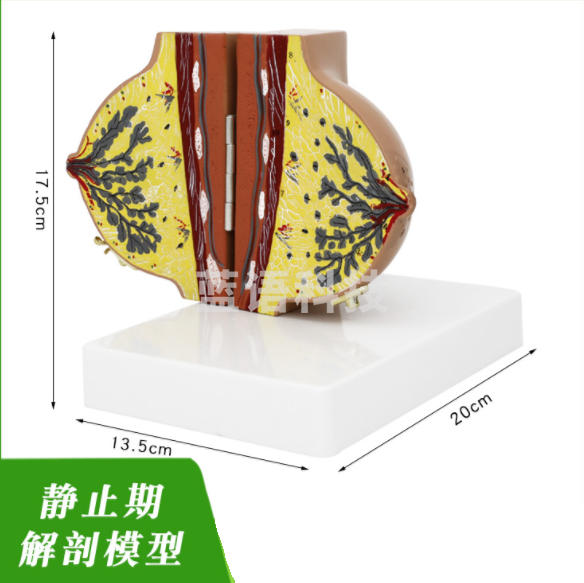 哺乳期乳房模型 单边静止期解剖乳房模型