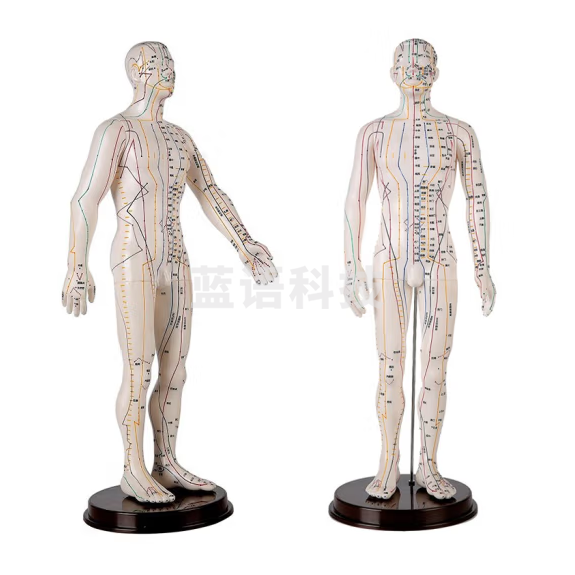 人体针灸模型 人经络穴位全身十二铜人模特  可扎针   62cm 货号：LJ