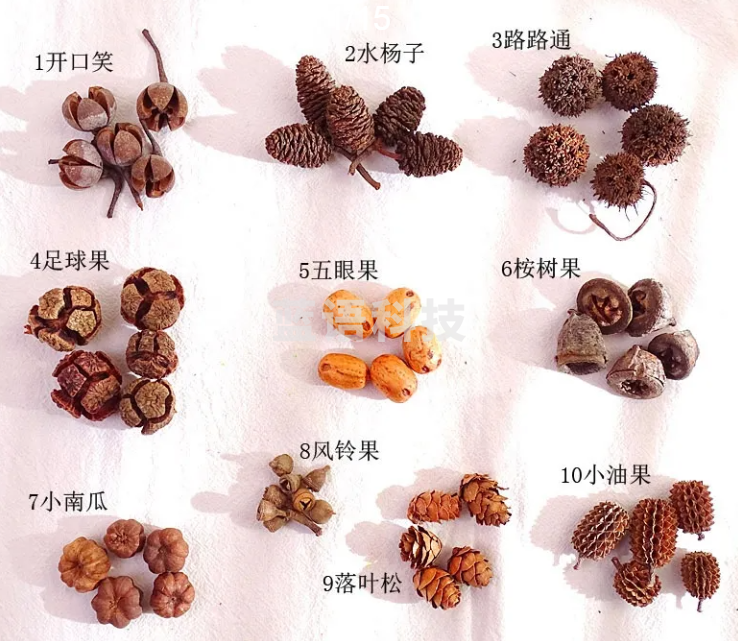 干花干果组合套装幼儿园DIY手工材料包松果橡果干花摆件拍照道具