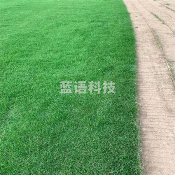 足球场草籽  1斤