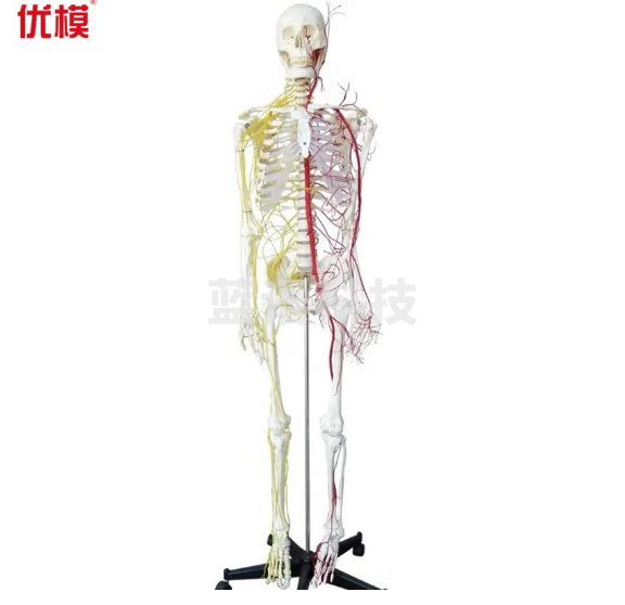 优模YOMO/XC101B 170cm人体全身神经血管骨骼骷髅骨架可拆卸骨科模型