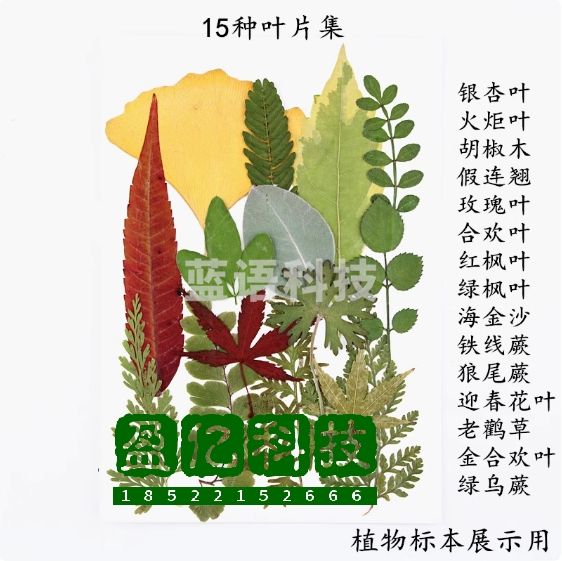 干叶片干树叶合集 15种真树叶贴画植物标本 学生手工书签台灯相框  乳白色 15种干叶片合集