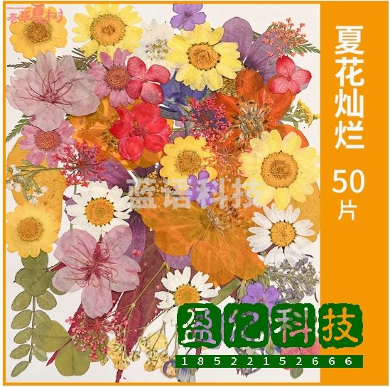 开学季手工DIY材料书签真干花押压花植物花卉幼儿园标本摆件装饰  【夏花灿烂】干花包50片