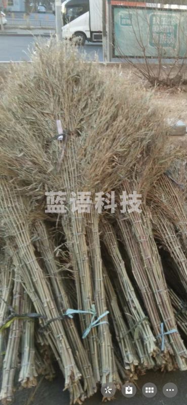 大扫把