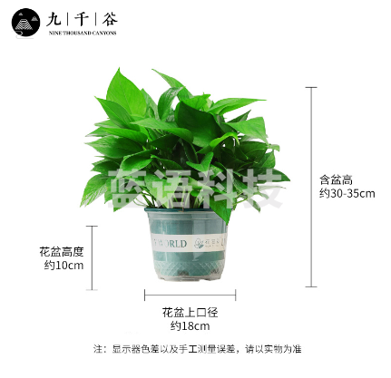 九千谷 绿萝盆栽大盆 客厅阳台土培绿植花卉大叶绿箩植物节日庆典新房入户 吸水加仑盆绿萝