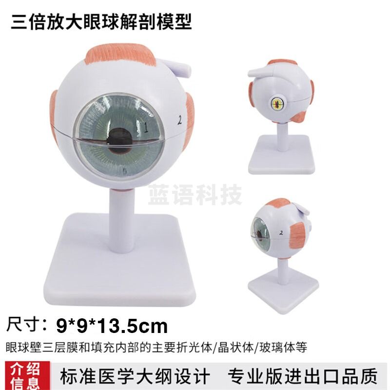 人体眼球模型放大眼球模型