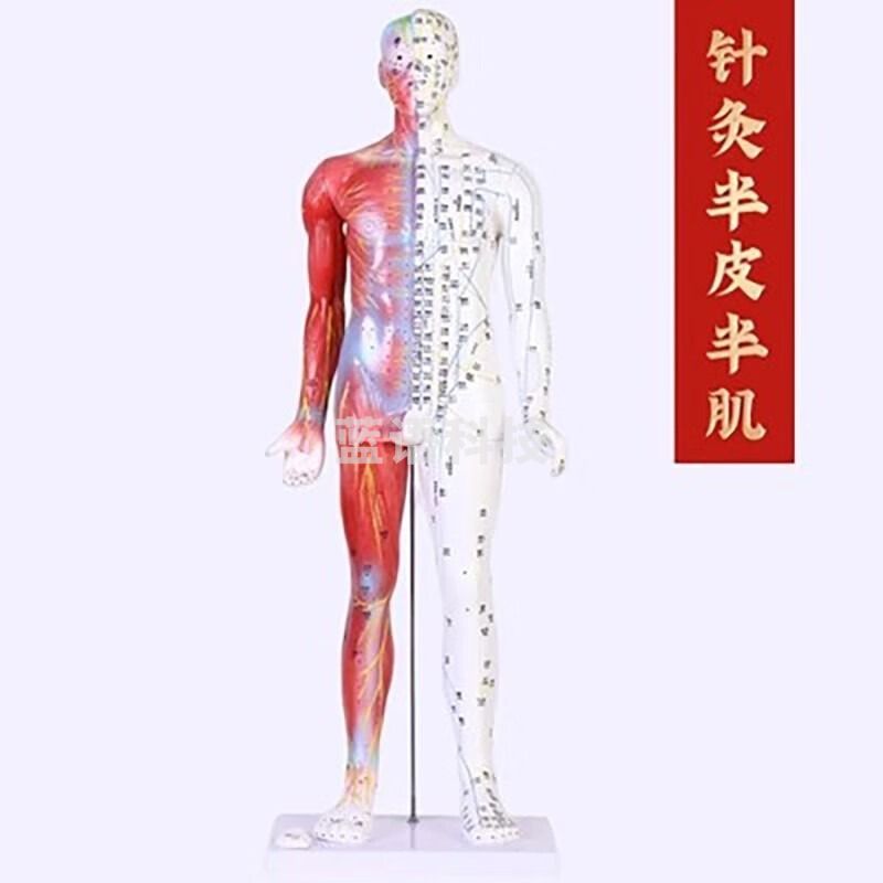 爱护佳 超清晰80CM左右人体针灸模型半皮半肌肉骨骼内脏模型中医经络穴位 络穴位 安全用仪器