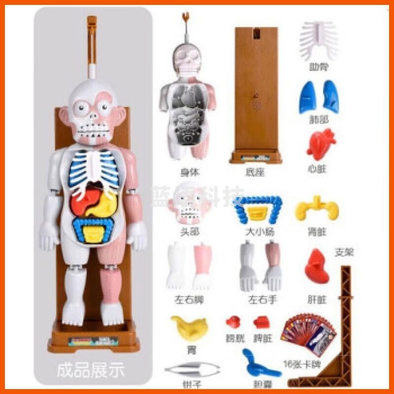 科威顿 装置 人体内脏模型幼儿认识身体科普器官认知玩具抖音STEM儿童医学早教 大号电动版 官方标配 安全用仪器