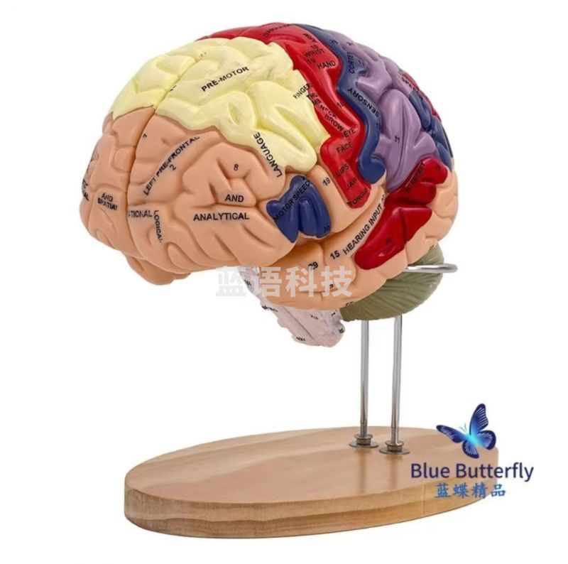 2倍大脑功能分区模型色彩区分脑模型脑干模型可拆卸4部件教学
