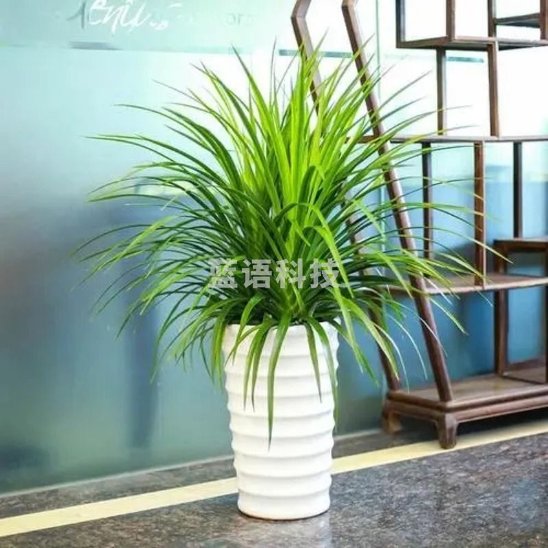 龙须