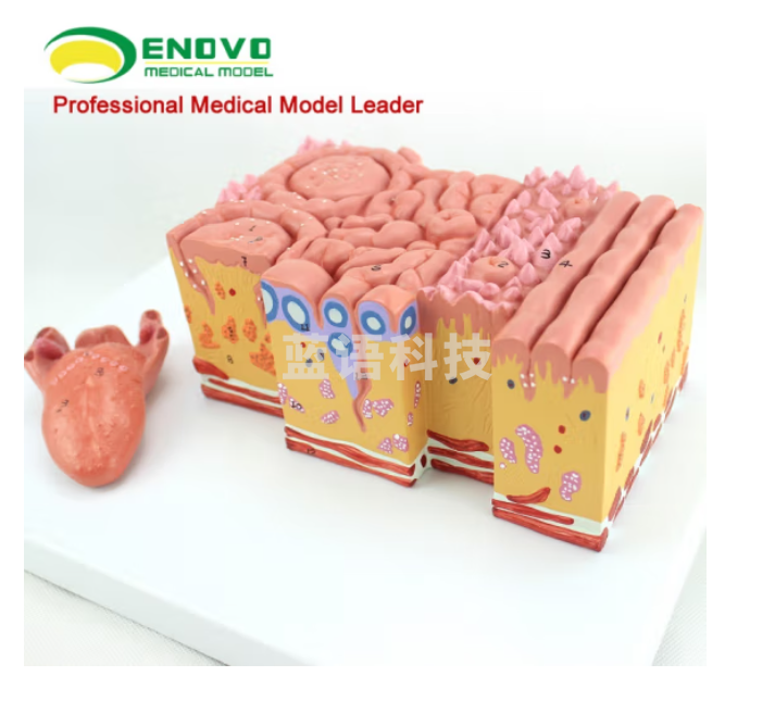 ENOVO颐诺医学人体舌部解剖模型舌苔舌乳头味蕾口腔消化内科教学中医教学组织胚胎教学消化医生培训