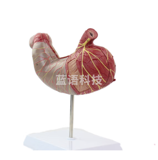 ENOVO颐诺人体胃解剖模型腹腔器官人体消化解剖系统医学器官消化内科模型 胃部解剖胃肌肉神经血管模型