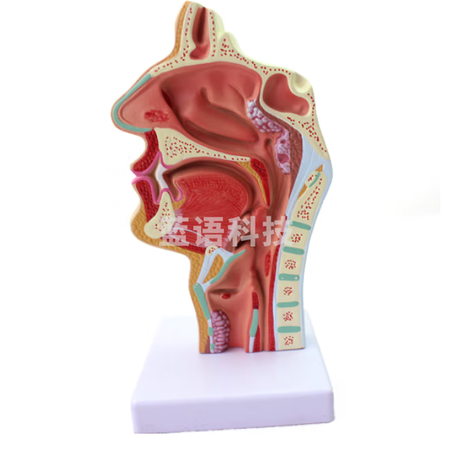 ENOVO颐诺人体鼻腔咽喉解剖模型 鼻咽腔病理模型 耳鼻喉科医学模型 鼻炎鼻腔病理模型 耳鼻喉五官