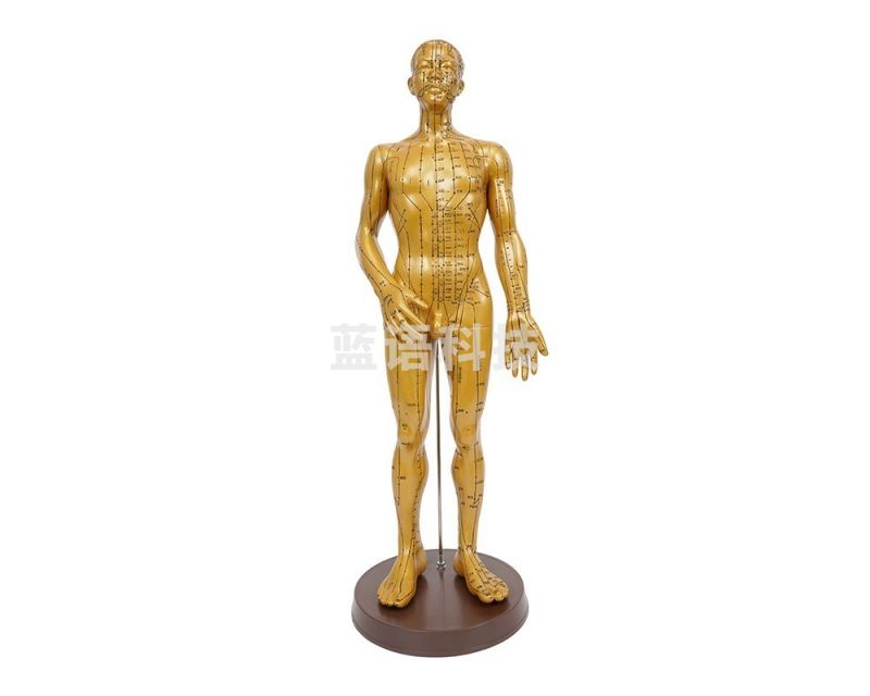 欣曼医学 xinman medicine 欣曼医学 针灸铜人模型（男性50cm）XM-50A