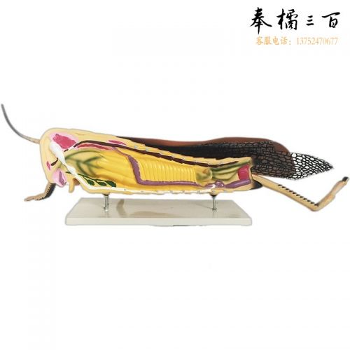 J3210 蝗虫解剖放大模型 生物教学仪器 教具
