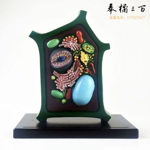 植物细胞模型 生物教学仪器 教具 实验器材