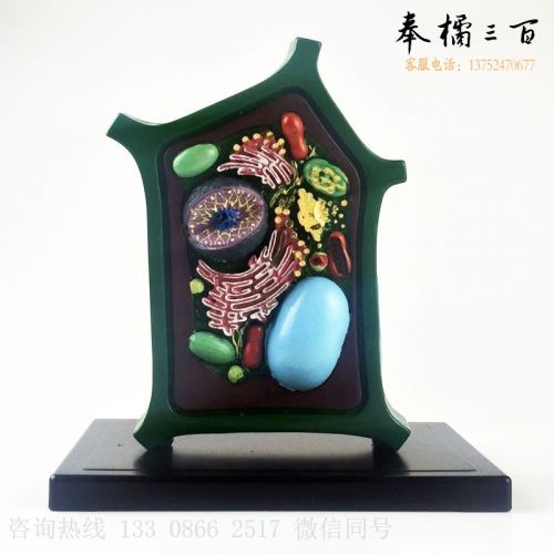 植物细胞模型 生物教学仪器 教具 实验器材   生物教学器材