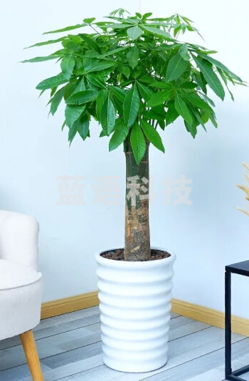 行湘独杆发财树大型绿植花卉室内办公室客厅商场盆景开业乔迁暖房 独杆发财树1.4-1.5米+椰砖+塑料白色螺纹盆