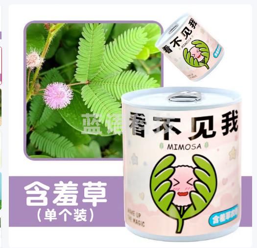小学生手工DIY小盆栽材料 含羞草种植 看不见我