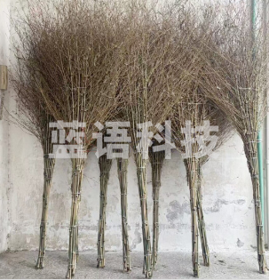 津峰 JL-005 加厚一体式环卫大竹扫把 加厚笤帚
