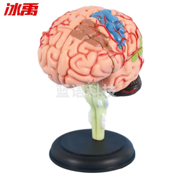 冰禹 BYA-522 4D拼装大脑模型 脑部结构解剖可拆卸模型 含底座